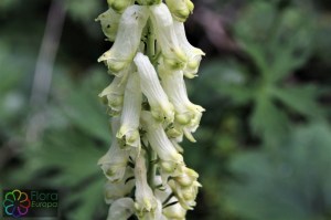 Aconitum vulparia (13).jpg